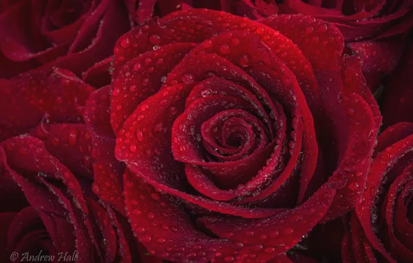 Picture drops, red, roses