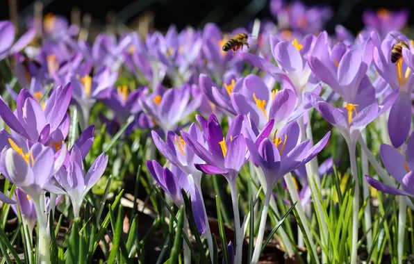 Light, flowers, insects, glade, spring, bees, crocuses, banner