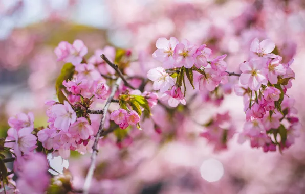 Light, flowers, branches, cherry, spring, Sakura, pink, flowering