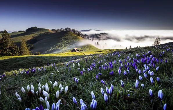 Flowers, nature, morning