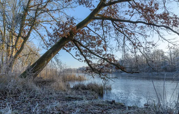 Winter, frost, forest, grass, snow, branches, lake, pond