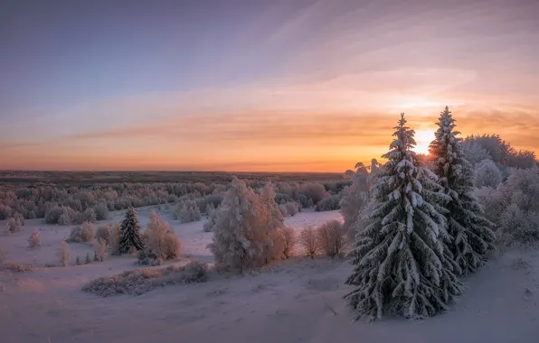 Winter, snow, trees, landscape, sunset, nature, ate, forest