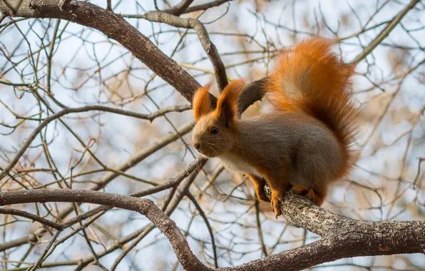 Picture trees, branches, protein, red, squirrel, rodent