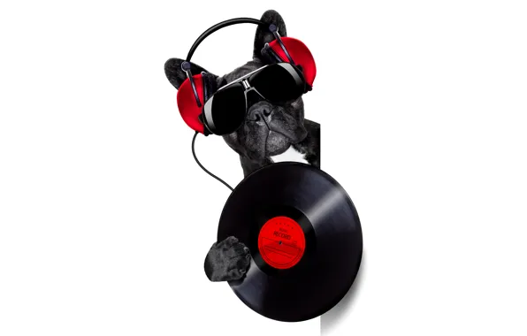 Face, music, humor, headphones, glasses, white background, bulldog, vinyl