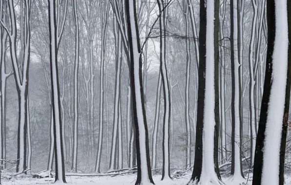 Winter, snow, Trees