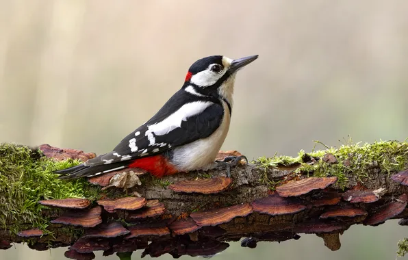 Bird, branch, woodpecker