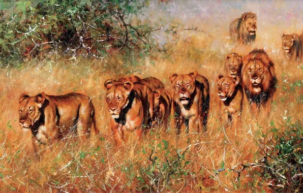 Picture Grass, Picture, Lions, Predators, Pride, American artist, Big Cats, Pride of Lions