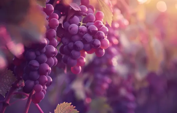 Leaves, light, red, lilac, pink, grapes, vineyard, bokeh