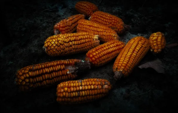 Background, food, corn