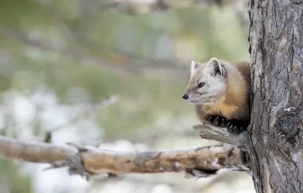 Look, tree, branch, lies, face, bokeh, marten