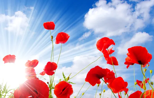 Picture the sky, clouds, red, Maki, the rays of the sun