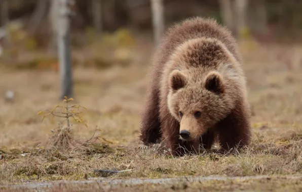 Look, face, nature, pose, glade, bear, bear, walk