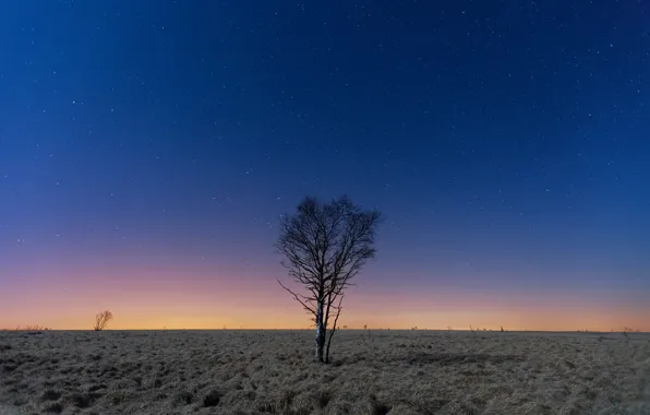 Space, sky, field, night, stars, tree, moonlight, countryside