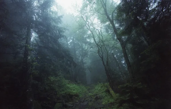 Forest, trees, nature, fog, path