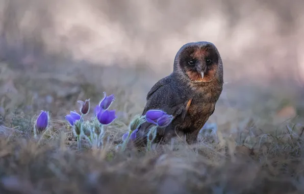 Flowers, owl, bird, spring, the barn owl, cross