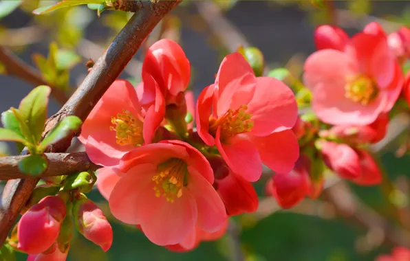 Macro, branch, Spring, Spring, Flowering, quince, Flowering