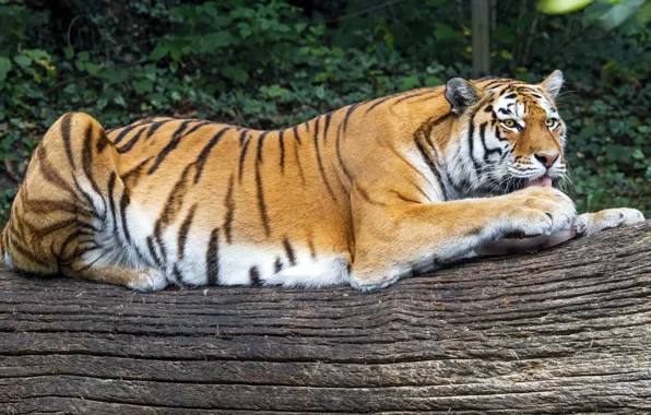 Picture tiger, lies, log