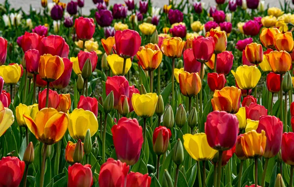Flowers, glade, bright, spring, yellow, tulips, red, orange