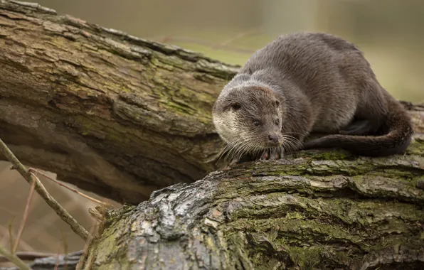 Picture look, trees, pose, log, otter, river otter