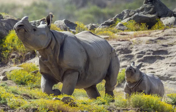 Background, rhinos, Priroda