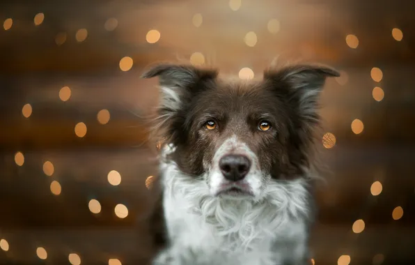 Picture look, face, glare, portrait, dog, bokeh, The border collie