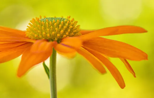 Picture flower, orange, background, petals