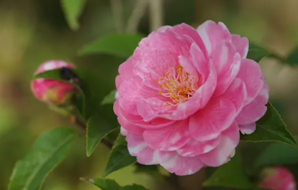 Leaves, macro, close-up, petals, pink, Camellia