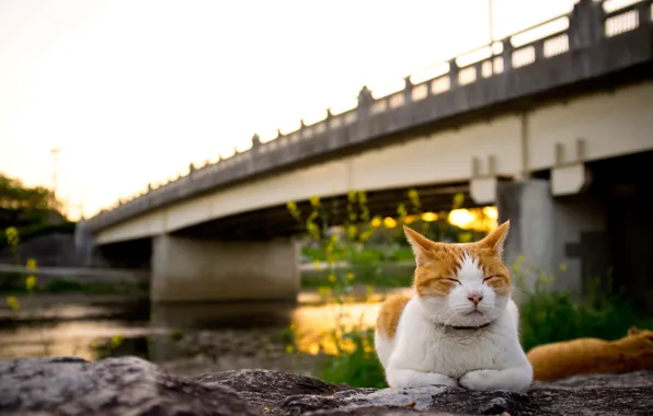 Picture cat, sunset, bridge