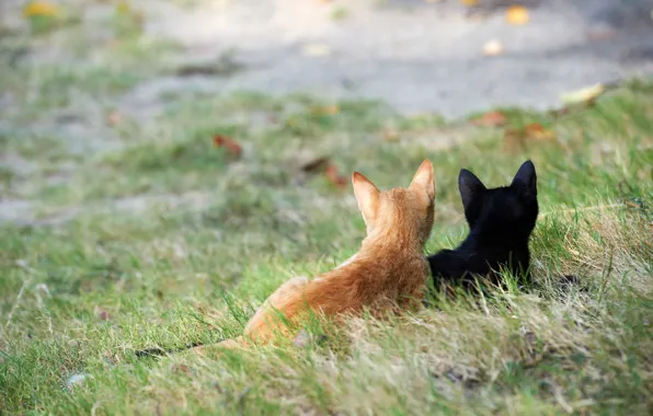 Picture grass, cats, street, black, red, kittens, attention
