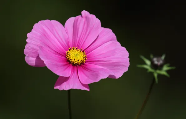 Macro, flowers, kosmeya