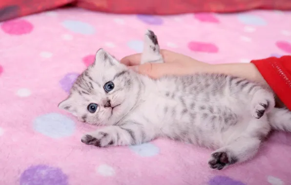 Cat, pose, kitty, grey, hand, baby, fabric, lies