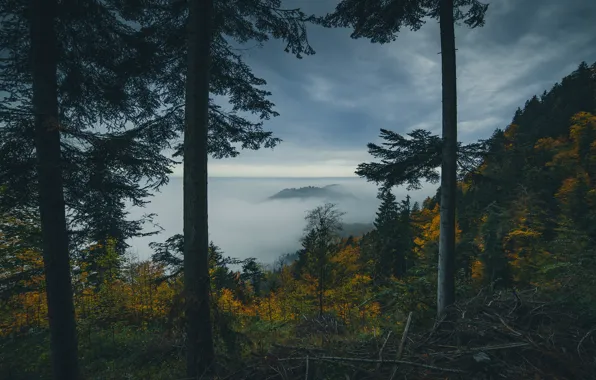 Autumn, forest, clouds, trees, branches, fog, overcast, mountain