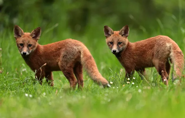 Grass, look, glade, Fox, a couple, Fox, cubs, two Fox