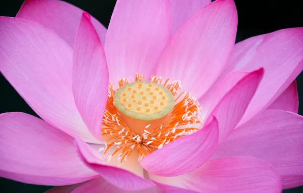 Picture macro, flowers, petals, Lotus