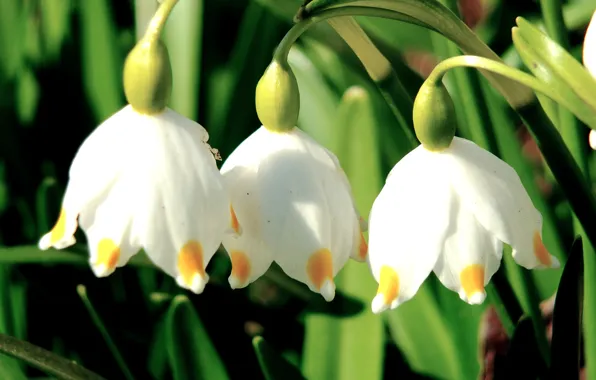Picture macro, flowers, spring