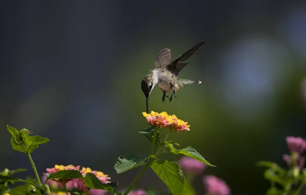 Picture macro, flowers, bird, Hummingbird, Sunny