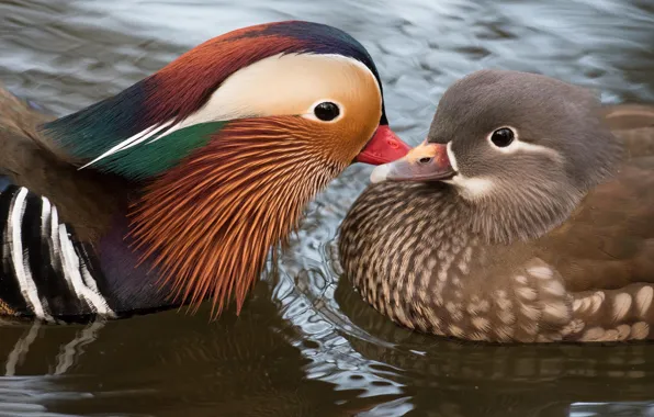 Picture water, love, birds, nature, pond, bird, cute, duck