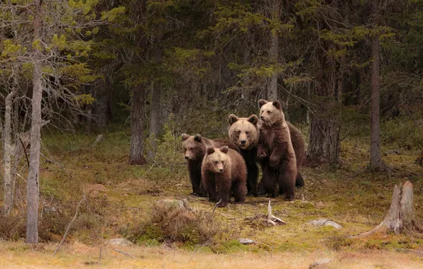 Forest, glade, bear, bears, pine, bears, bear, mother
