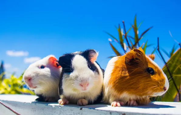 Three, family, Guinea pigs