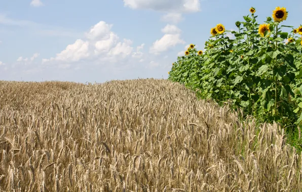 Field, flower, the sky, sunflower, ears