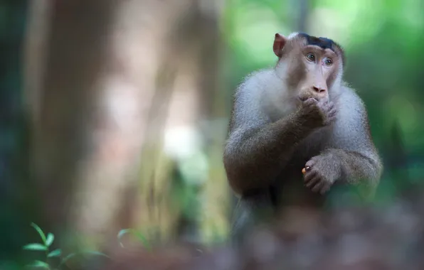 Picture look, face, pose, background, portrait, paws, monkey, bokeh