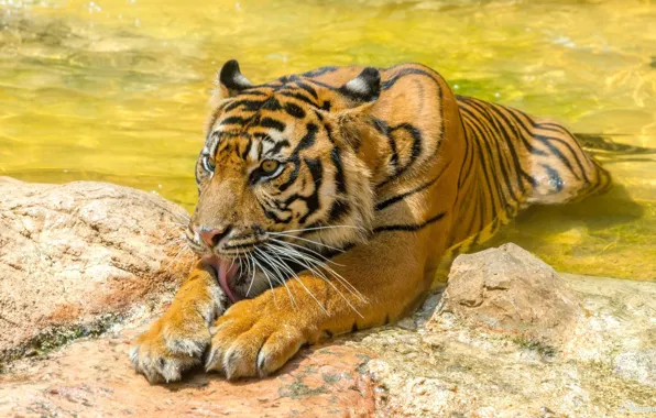 Language, face, tiger, predator, paws, bathing, wild cat, zoo