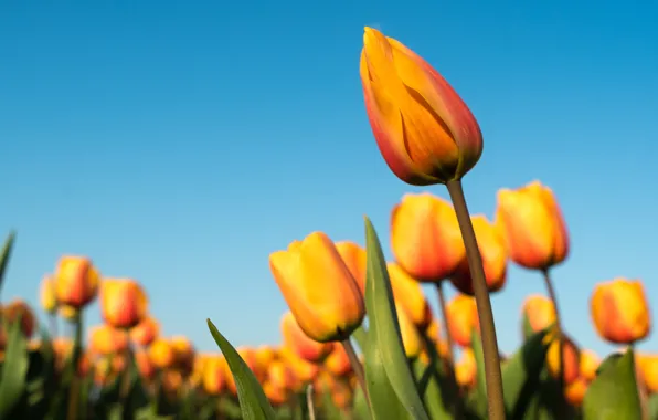 The sky, flowers, yellow, blue, spring, tulips, buds