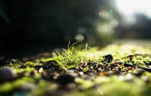 Greens, grass, the sun, light, focus