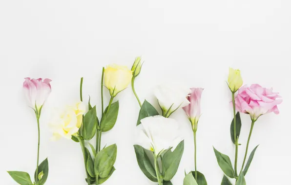 Flowers, background, bouquet, decor, eustoma