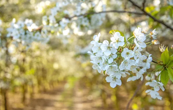 Picture light, flowers, branches, spring, garden, white, flowering, bokeh