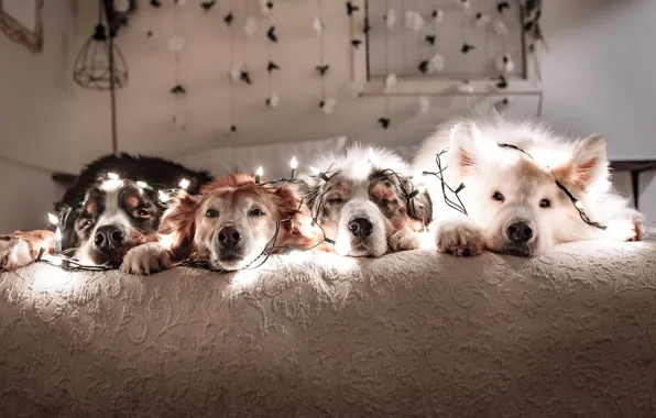 Look, pose, dog, face, Samoyed
