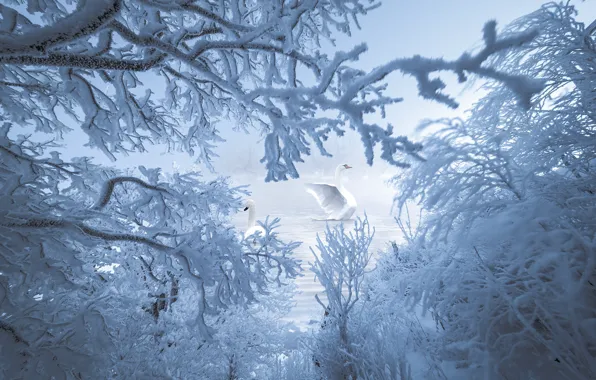 Winter, frost, snow, trees, birds, branches, lake, pond