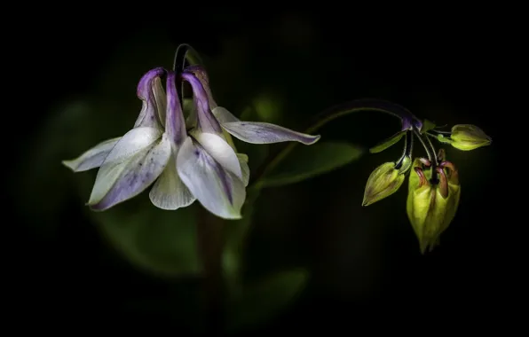 Flowers, background, buds, the catchment, Aquilegia, Orlik