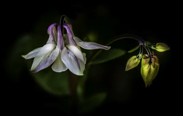 Flowers, background, buds, Aquilegia, the catchment, Orlik